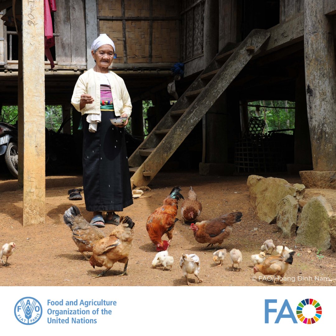 FAO Asia Pacific (@faoasiapacific) on Twitter photo .<a href="/FAO/">Food and Agriculture Organization</a> & @GovUK help Viet Nam to tackle #AntimicrobialResistance through Farmer Field Schools. <a href="/ChiefVetUK/">Christine Middlemiss 🇺🇦</a> joined @FAOVietnam #ECTAD to see #FFS in action in Thai Nguyen.
Less antibiotics, stronger livelihoods, better animal health.
Learn more: bit.ly/4j5FcU1 .<a href="/FAO/">Food and Agriculture Organization</a> & @GovUK help Viet Nam to tackle #AntimicrobialResistance through Farmer Field Schools. <a href="/ChiefVetUK/">Christine Middlemiss 🇺🇦</a> joined @FAOVietnam #ECTAD to see #FFS in action in Thai Nguyen.
Less antibiotics, stronger livelihoods, better animal health.
Learn more: bit.ly/4j5FcU1