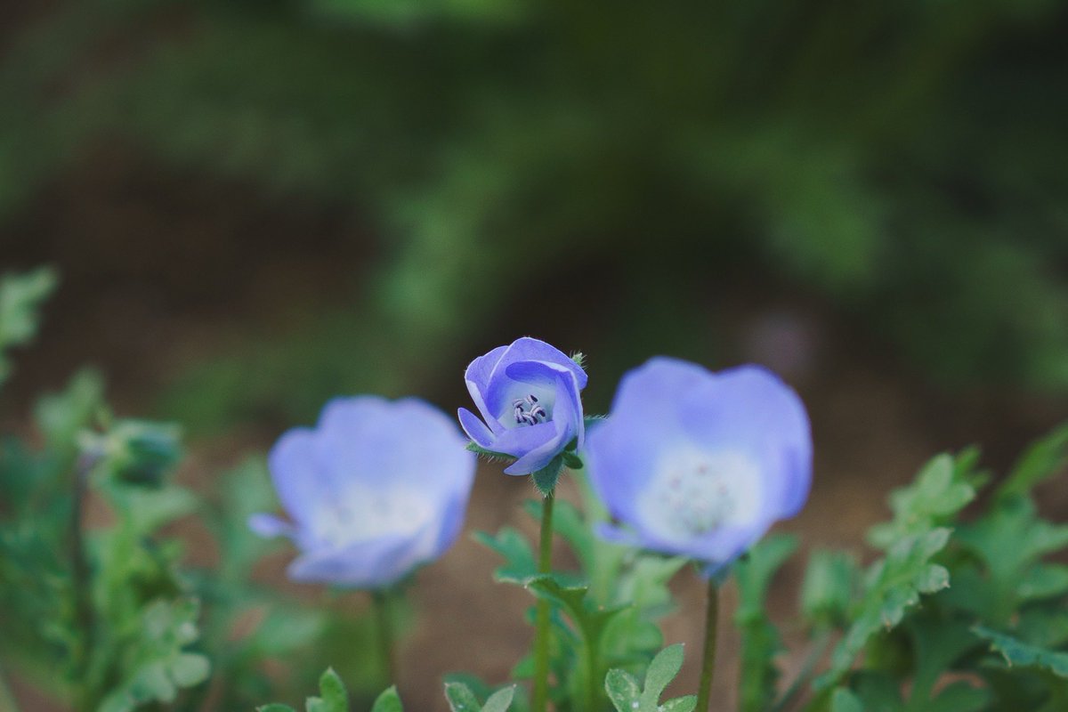 YopiPhoto's tweet photo. #TLを花でいっぱいにしよう https://t.co/H2fKN3JVlF