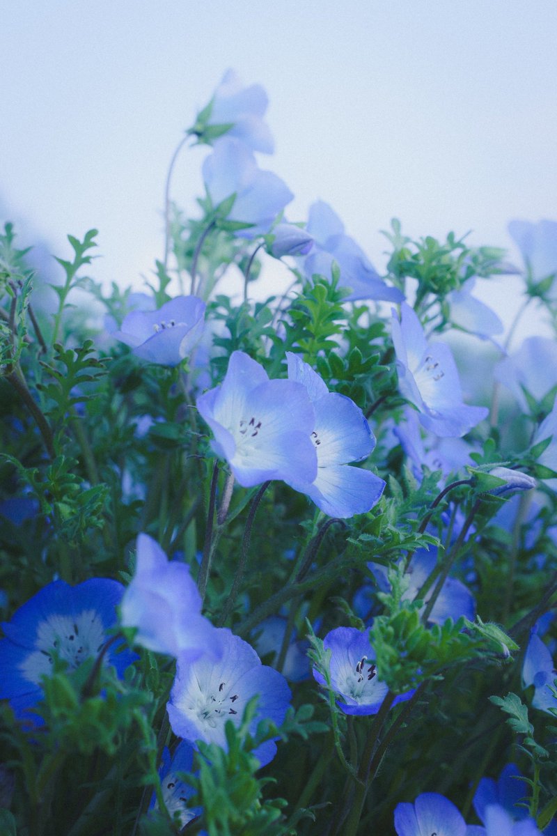 YopiPhoto's tweet photo. #TLを花でいっぱいにしよう https://t.co/H2fKN3JVlF