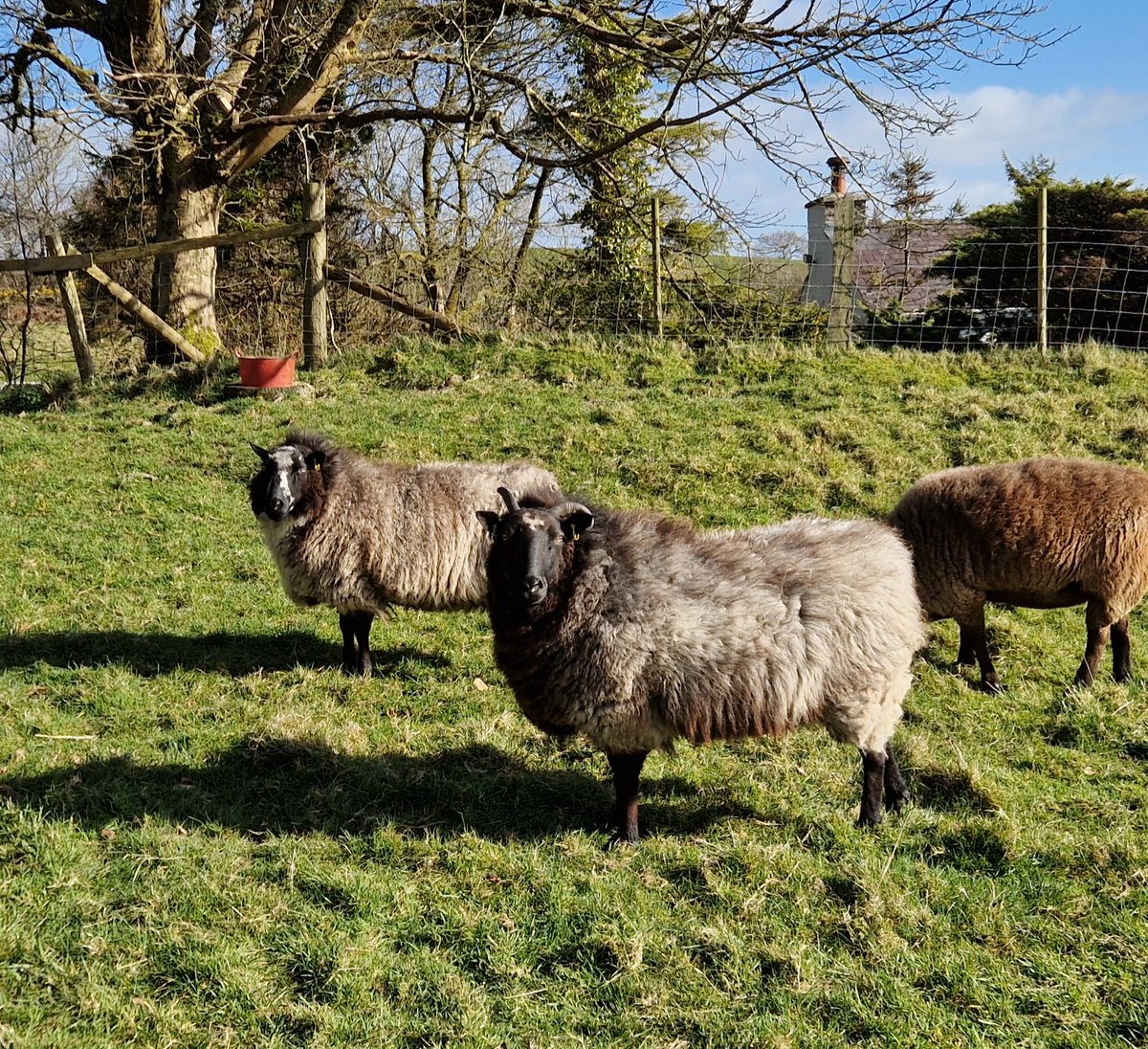 WPSSanctuary's tweet photo. A brighter day yesterday. Smout and Ellie were making the most of it before a wet Easter weekend arrives!

#animalsanctuary #sheep365 #sheep #nonprofit #amazonwishlist #animallovers #foreverhome #GoodFriday  #bankholidayweekend #wetagain #sponsorasheep 

https://t.co/2mryl593Xf https://t.co/fxeMTREz4V