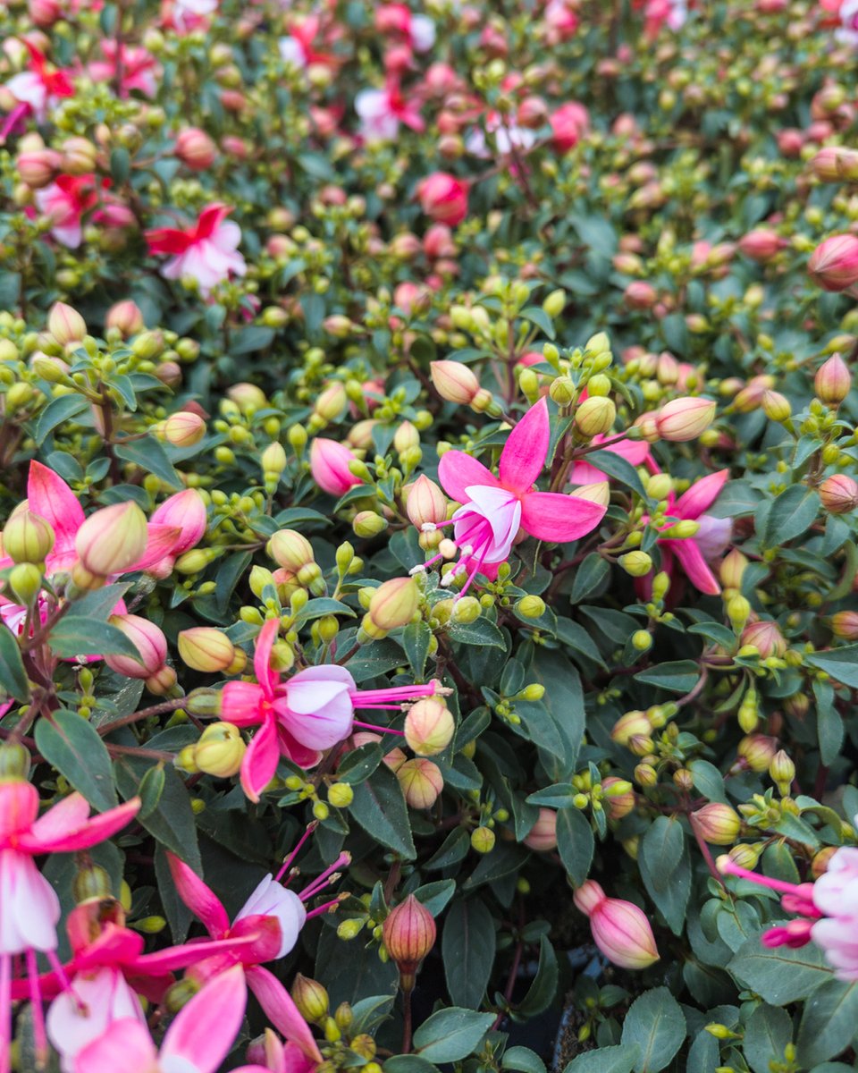 pelckmans's tweet photo. Kom ons aanbod aan rijkelijk bloeiende perkplanten ontdekken in onze serres: ideaal voor bloempotten en bloembakken. https://t.co/xvT2pFRWbE