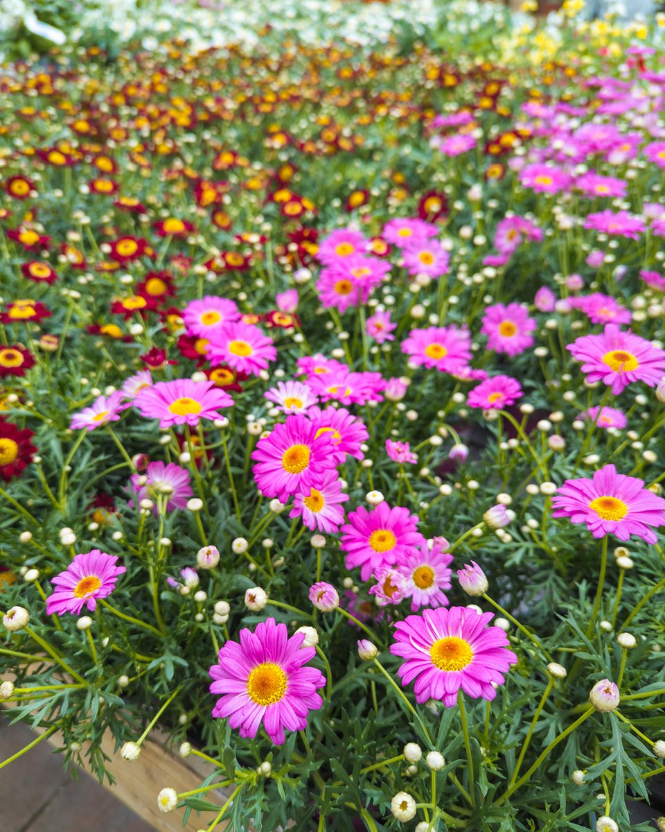 pelckmans's tweet photo. Kom ons aanbod aan rijkelijk bloeiende perkplanten ontdekken in onze serres: ideaal voor bloempotten en bloembakken. https://t.co/xvT2pFRWbE