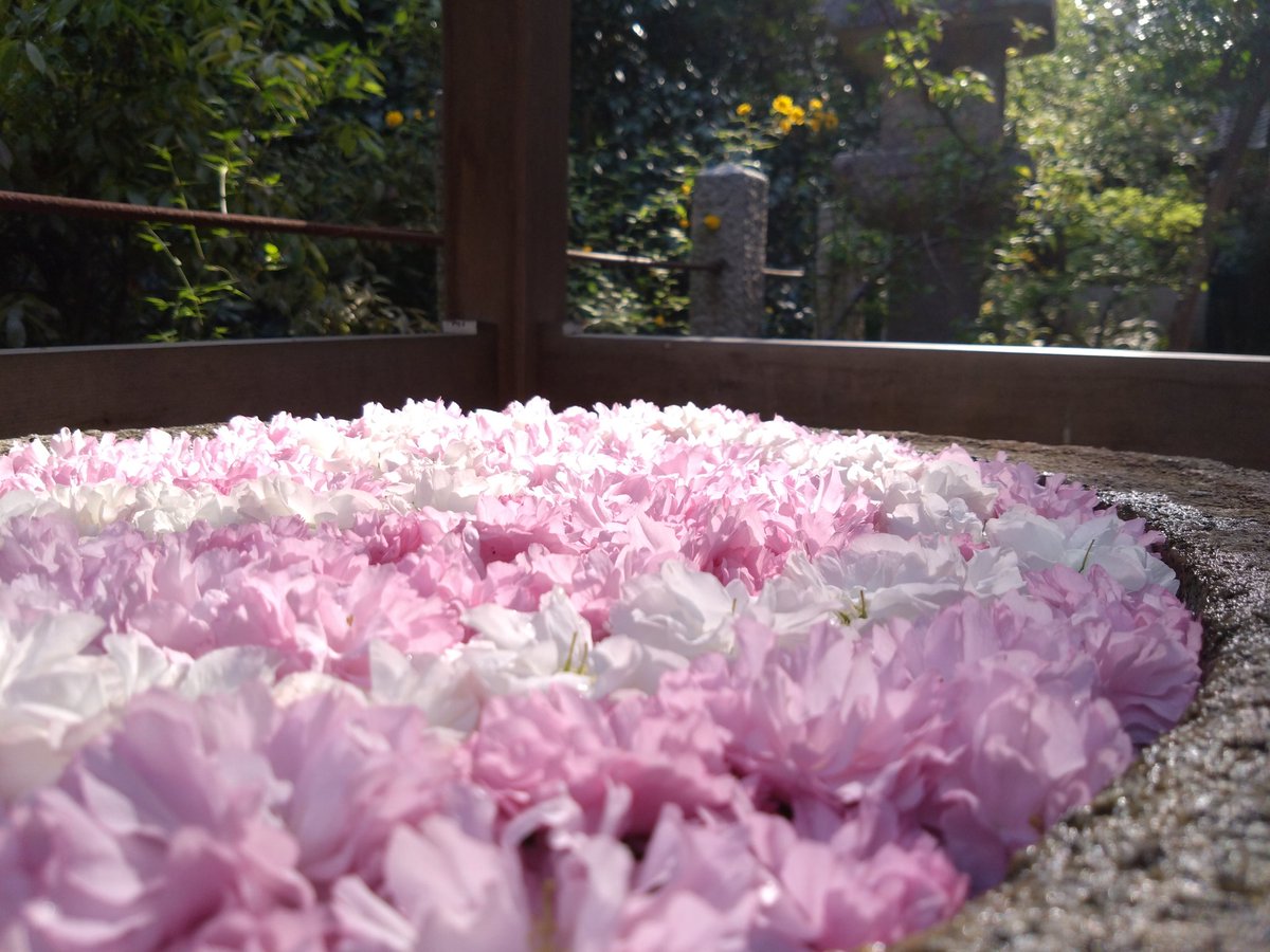 今年も八重桜の花手水♪

#亀岡市 #大井神社 #鯉明神 #花手水 #花手水舎 #八重桜