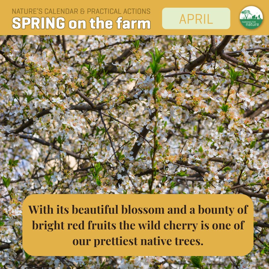 farmfornature's tweet image. Birds play a role in the tree’s propagation by eating the cherries and dispersing the seed. 

What have you noticed in nature this month, as the natural world is slowly waking up?
Let us know 

#AprilTips #NoticingNature #naturefriendlyfarming #FarmingForNature #irishfarming