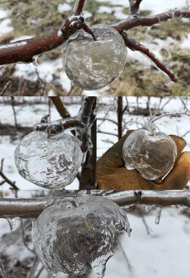 Las "manzanas fantasmas" se crean cuando la lluvia helada cubre las manzanas podridas, y cuando la manzana blanda y podrida se cae, deja una capa de hielo.
