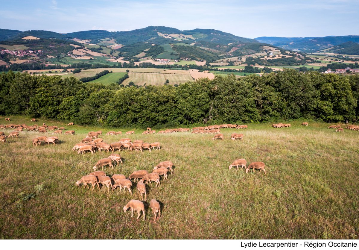 🐑 #Roquefort : 100 ans d’#AOP, 1 000 ans d’histoire 😋

Bien + qu’un #fromage : un terroir, un savoir-faire unique, une fierté pour l'#Aveyron &amp; l'#Occitanie 💚
Sur un modèle #durable et profondément humain, la filière fait vivre tout un territoire👏
👉 roquefort.fr
