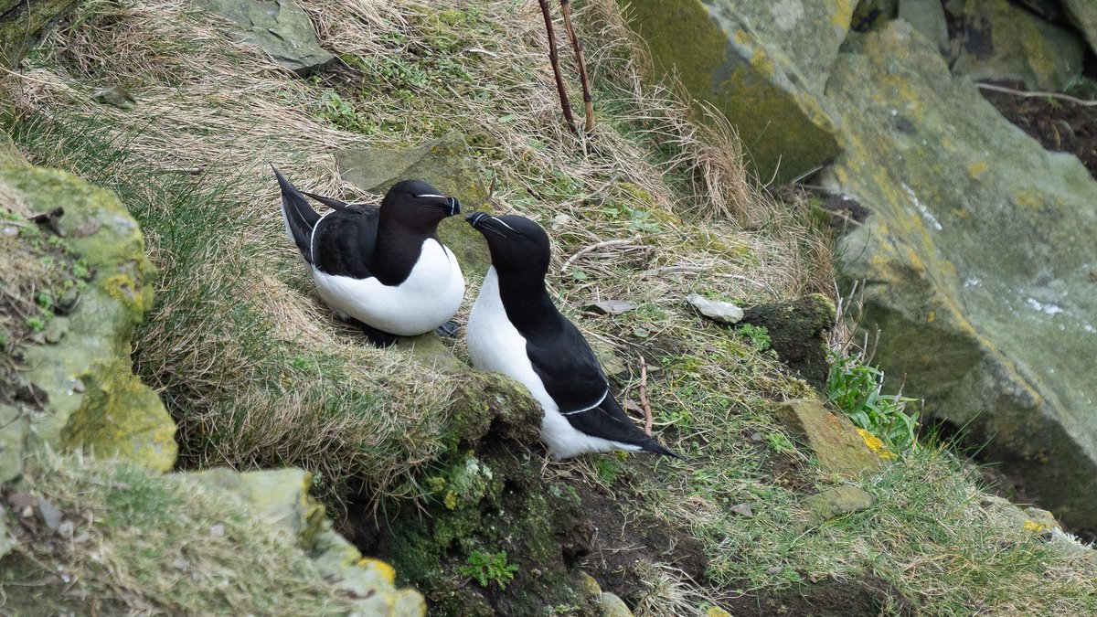 Ross Mackenzie tweet media