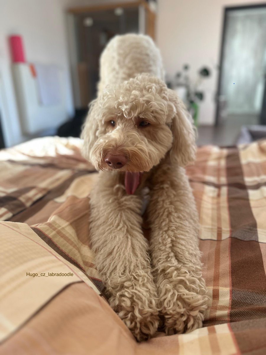 Pavel28124336's tweet image. Tahle pozice se jmenuje:
„Zoufalé přemlouvání dvojnožců, ať jdou se mnou cvičit jógu“ 🧘‍♂️🐶
Tak co, natáhneš se taky, nebo zase jen koukáš? 👀

#yogadog #cvicsepsikem #dolusmerujicipes #Hugo_cz_labradoodle #labradoodle #dog #pes #joga #yoga