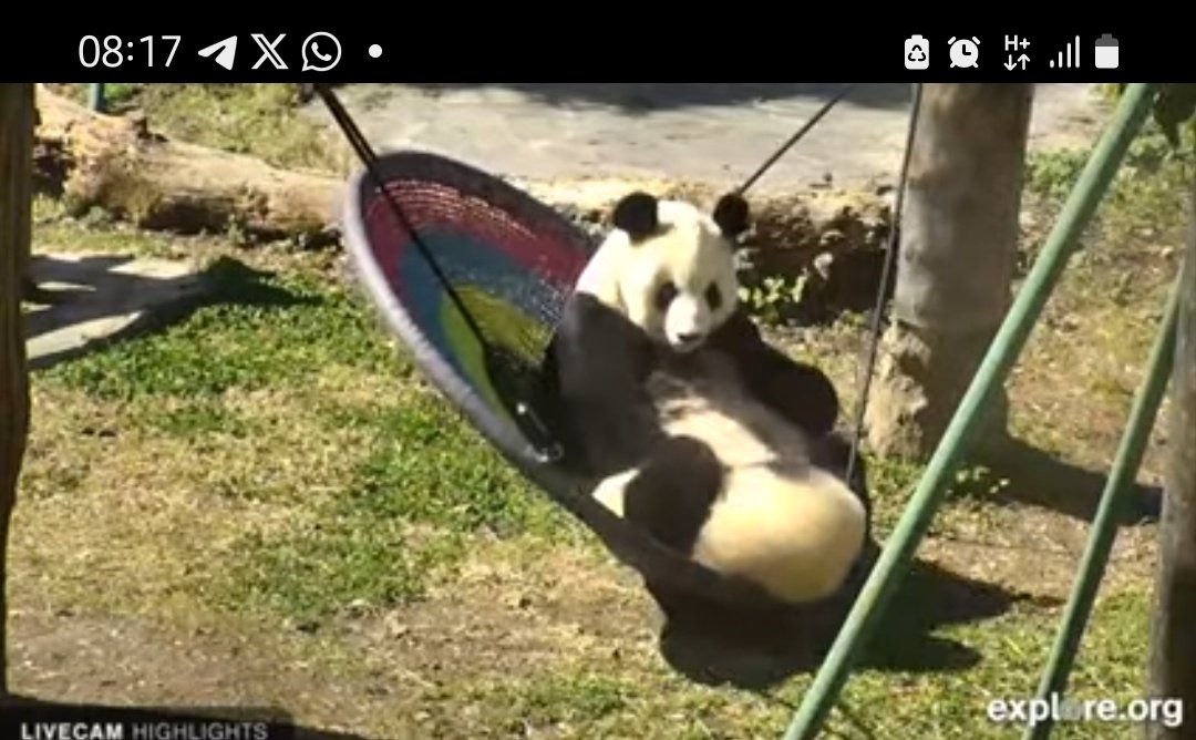 RealElvino's tweet photo. Baby Panda will be playing beside the mother on their swing as seen in the photo.

@MagnusContest https://t.co/E534xnr2DI