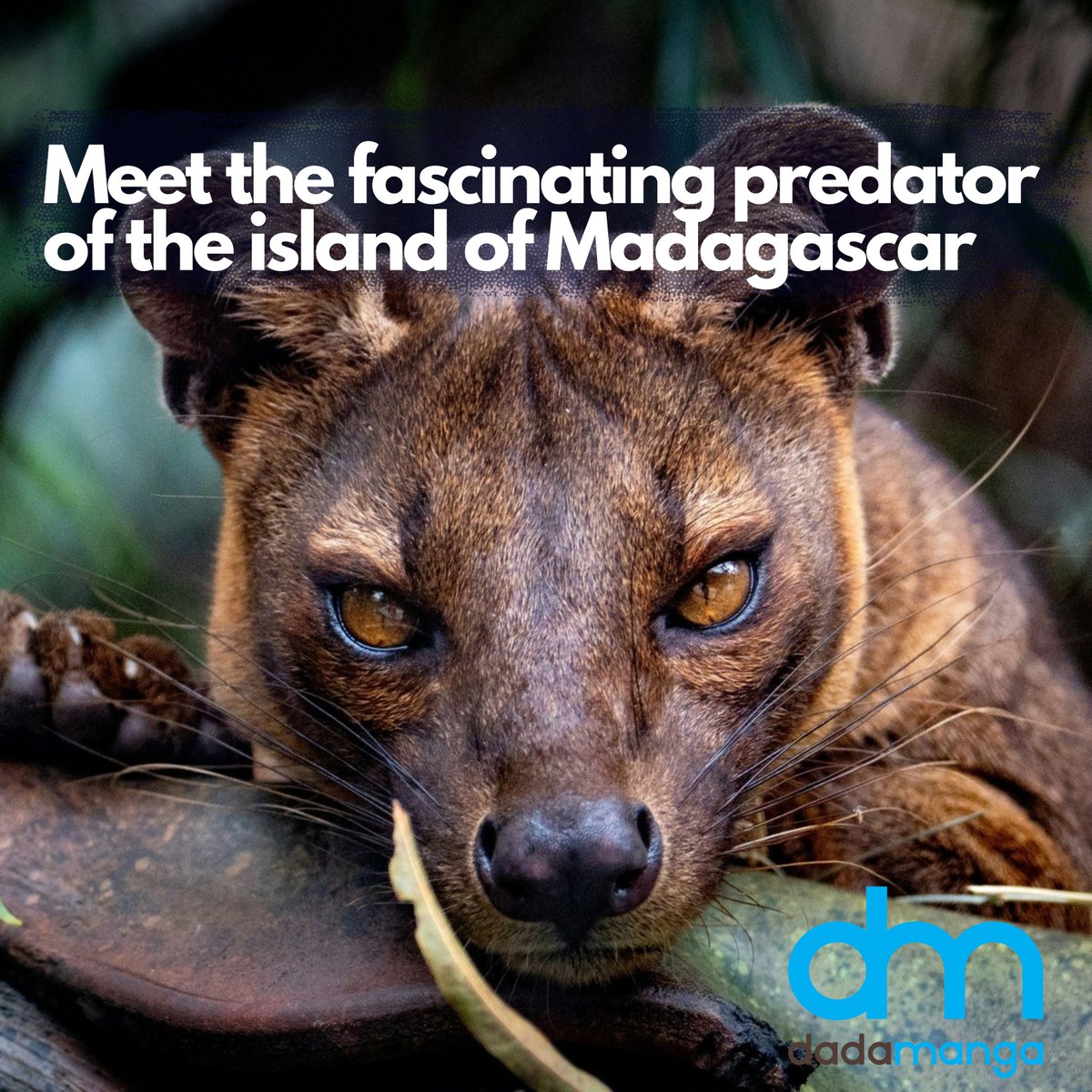 Did you know? The Fosa uses vocal calls and scent marking to communicate.
#Madagascar #dadamanga #wildlife #fosa #cryptoforax #AmazingRace