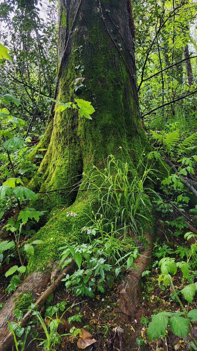today I walked into the forest and saw my dream bed if i was a fairy