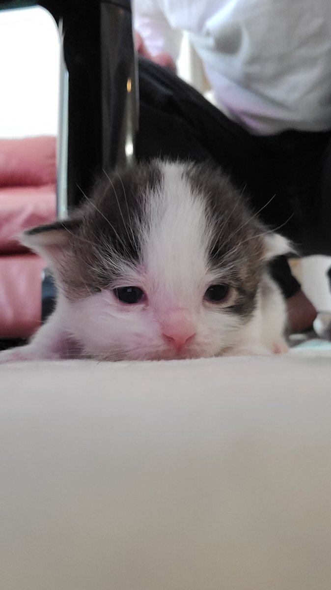 qの猫 (@kumari1999513) on Twitter photo 