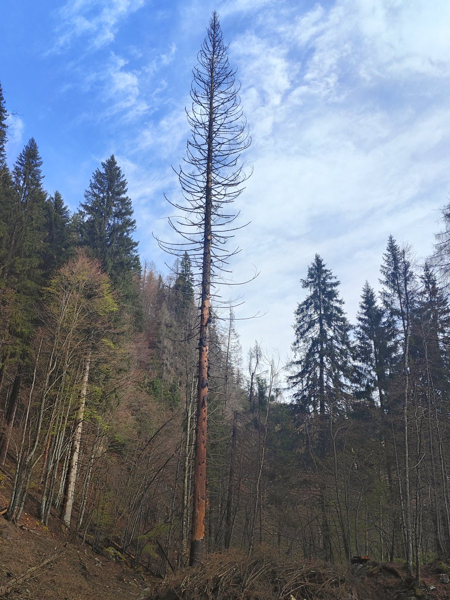 galloforcello2's tweet photo. secco in piedi è giunta la tua ora! #abeterosso
#bostrico #valpramper #valdizoldo #belluno #18aprile2025 https://t.co/layztzG3IE