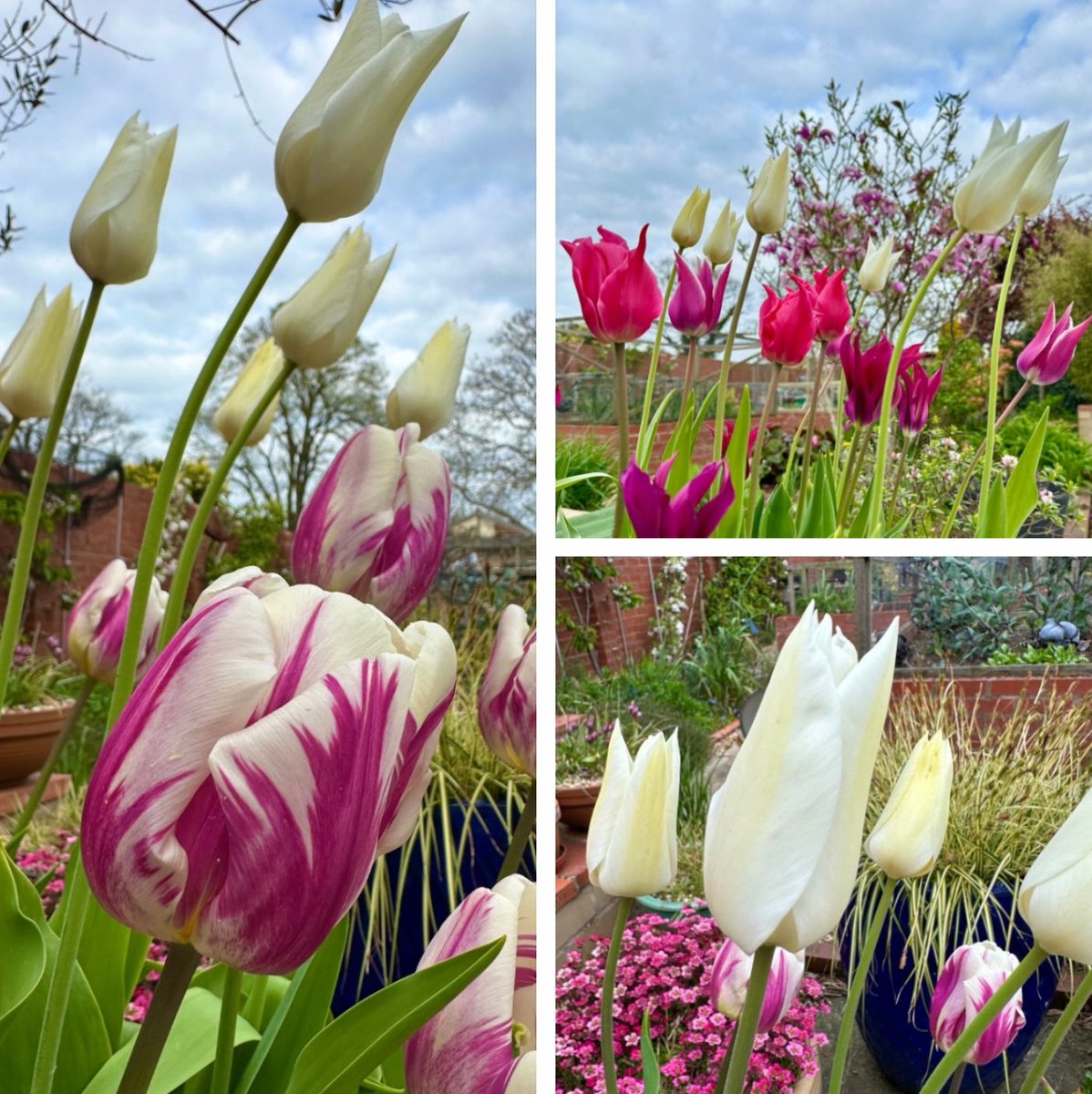 PotteringPolly's tweet photo. Wishing you all an enjoyable Easter Weekend. I’m sure we’ll all be hoping to get into the garden 🪴🥚🐇
Let’s hope the weather allows it, it’s certainly been kind to the tulips this year 🌷🌷🌷

#FlowersOnFriday #GoodFriday #Easter2025 #EasterWeekend https://t.co/EL7ogSES2P