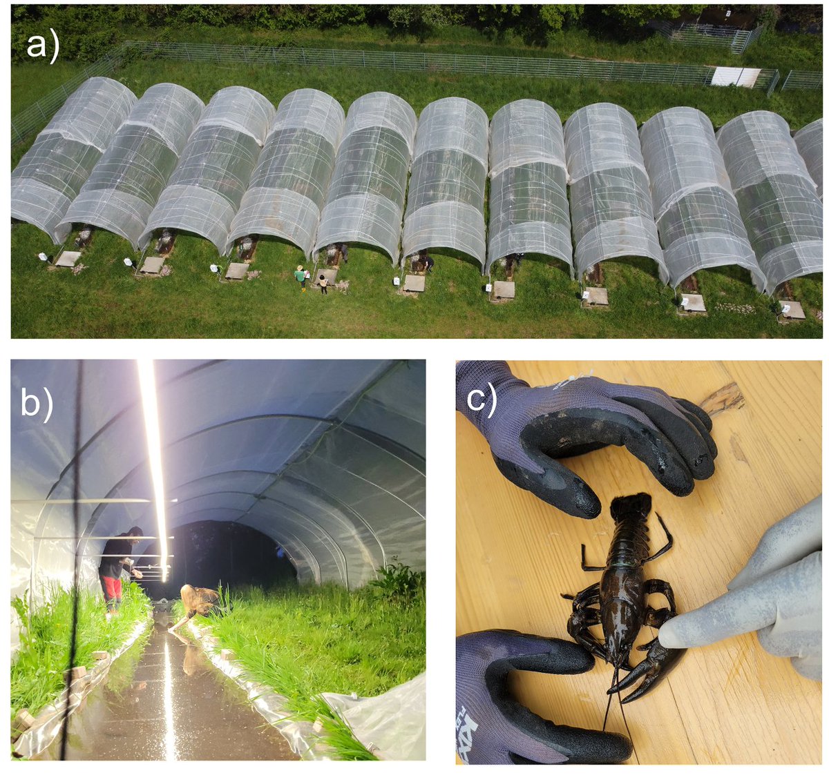 SystemLink - Research Training Group (@systemlinkg) on Twitter photo How do artificial light at night and invasive signal crayfish impact spiders in riparian habitats? Find out in our new publication in Global Ecology and Conservation! doi.org/10.1016/j.gecc…
<a href="/alessandro_manf/">Alessandro Manfrin</a> <a href="/SystemlinkG/">SystemLink - Research Training Group</a> <a href="/ElsevierConnect/">Elsevier</a>
📷 a) C. Brühl, b) c) A. Manfrin How do artificial light at night and invasive signal crayfish impact spiders in riparian habitats? Find out in our new publication in Global Ecology and Conservation! doi.org/10.1016/j.gecc…
<a href="/alessandro_manf/">Alessandro Manfrin</a> <a href="/SystemlinkG/">SystemLink - Research Training Group</a> <a href="/ElsevierConnect/">Elsevier</a>
📷 a) C. Brühl, b) c) A. Manfrin