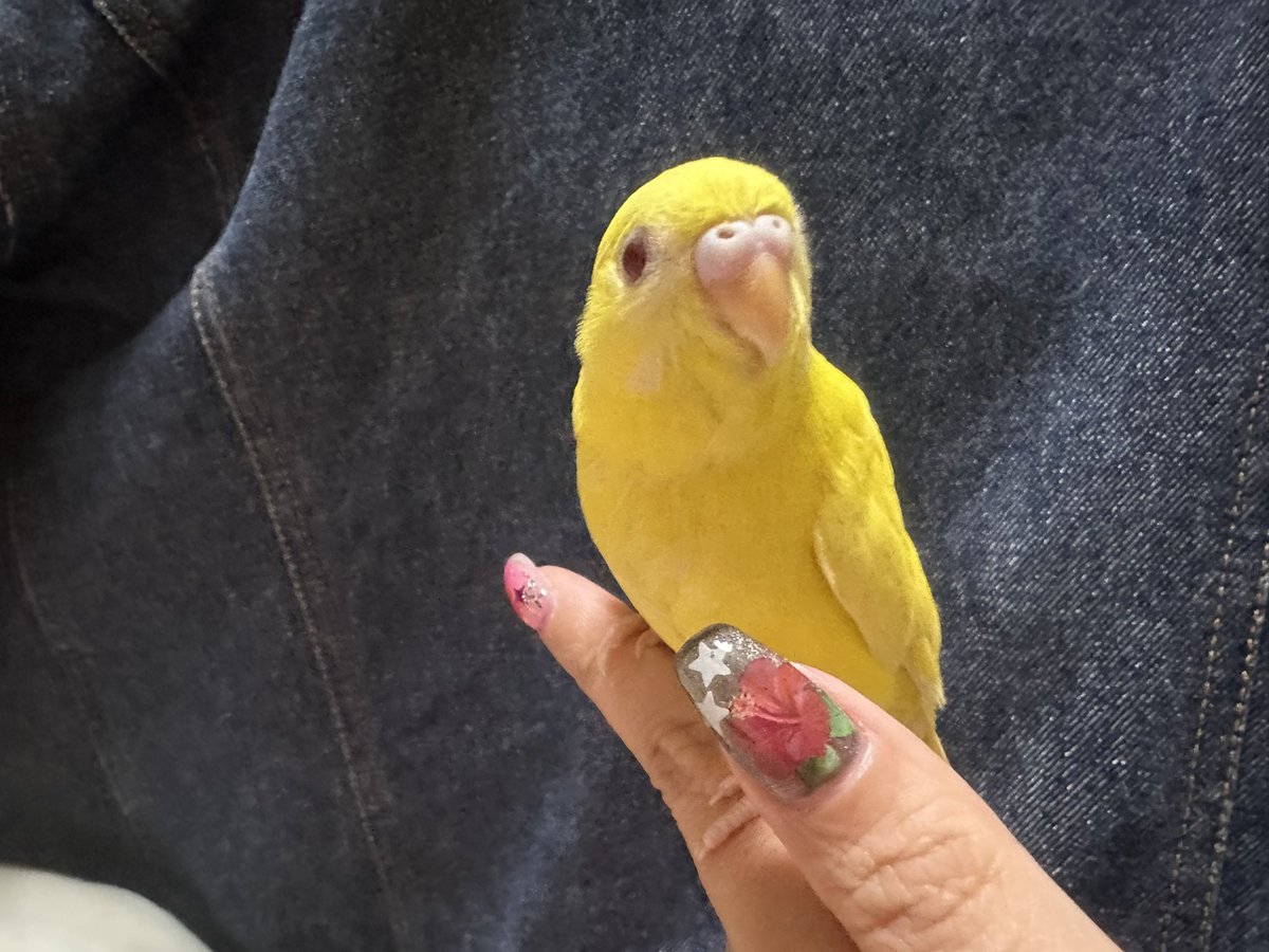 kuromask_popo's tweet photo. ポポちゃん(仮)でち🐤
ほごぬしのつめがハナハナしようなのにきづかれないってかなしんでるでち🌺
よのなかせきにんをなすりつけるやつは💩だっていってたでち！
ほごぬし〜🐤💫

 #迷いインコ
 #保護鳥
 #セキセイインコ
 #黒マスクとインコ https://t.co/JcIBp2IHer