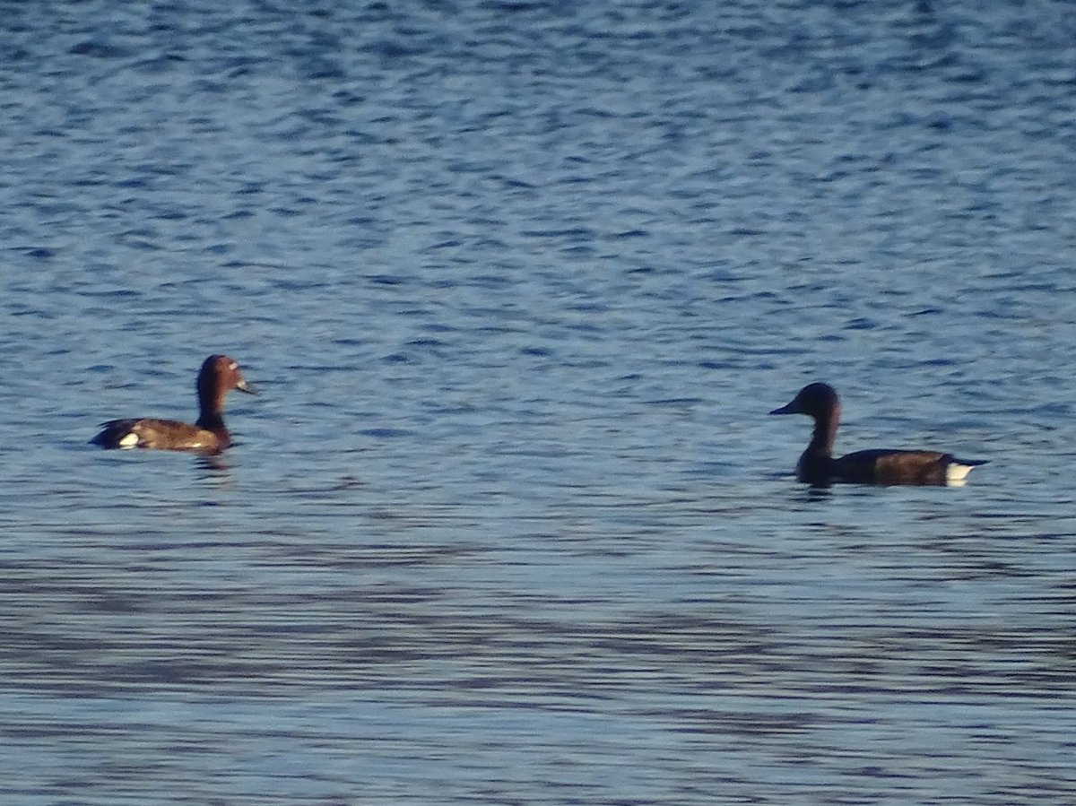 Ayer, en PN de las Tablas de Daimiel: Malvasía cabeciblanca, Pato colorado, Carricero común y Porrón Pardo