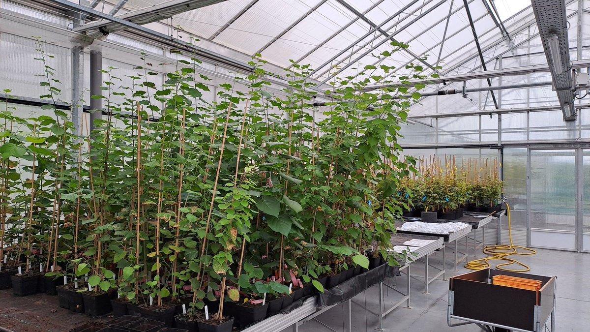 Hannes Wilms tweet media