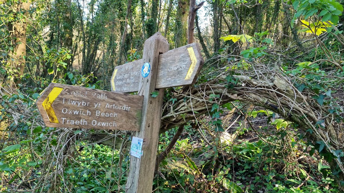 lazywalker64's tweet photo. On this @FingerpostFri #fingerpostfriday we are back on the #Gower section of @WalesCoastUK @WalesCoastPath in the very #tolkienesque #Oxwich #woods - safe ramblings all. https://t.co/vrPXsUUX1I