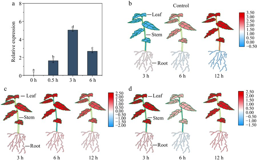 Maximum Academic (@maximumacademic) on Twitter photo #ForestryRes
🌱 Birch's BpHY5 gene boosts UV-B and drought tolerance.
<a href="/ForestryRes/">Forestry Research</a> #uvb #light #radiation #tolerance
Details: maxapress.com/article/doi/10… #ForestryRes
🌱 Birch's BpHY5 gene boosts UV-B and drought tolerance.
<a href="/ForestryRes/">Forestry Research</a> #uvb #light #radiation #tolerance
Details: maxapress.com/article/doi/10…
