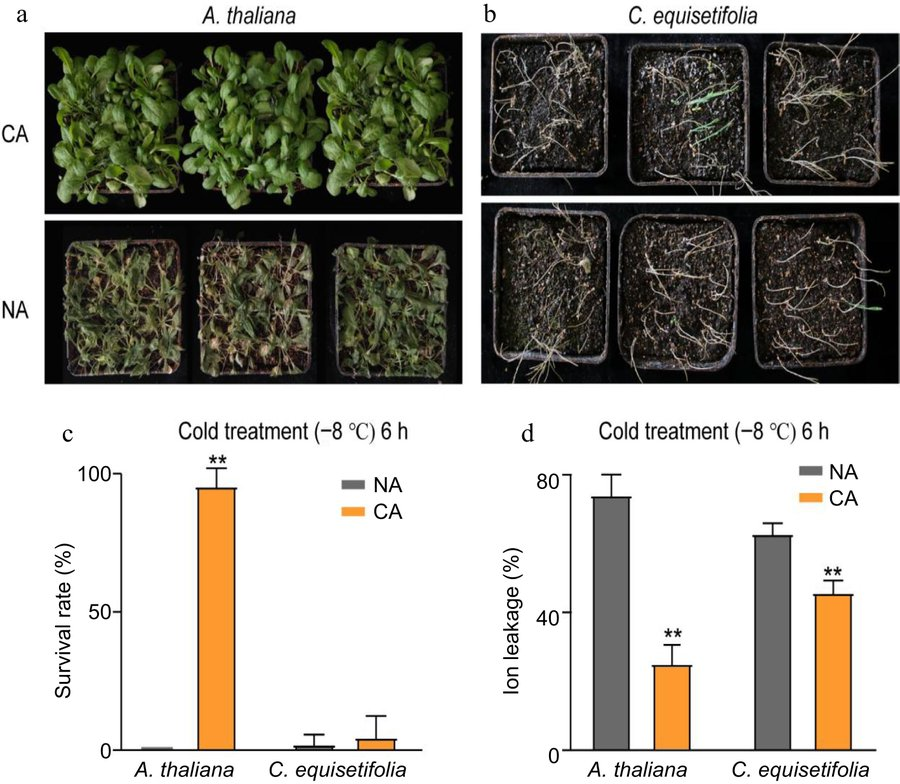 Maximum Academic (@maximumacademic) on Twitter photo #ForestryRes
🌱Cold stress on tropical trees: C. equisetifolia vs Arabidopsis. Fewer, delayed cold-induced genes hint at sensitivity.
<a href="/ForestryRes/">Forestry Research</a> #stress #growth #genes #tropic
Details: maxapress.com/article/doi/10… #ForestryRes
🌱Cold stress on tropical trees: C. equisetifolia vs Arabidopsis. Fewer, delayed cold-induced genes hint at sensitivity.
<a href="/ForestryRes/">Forestry Research</a> #stress #growth #genes #tropic
Details: maxapress.com/article/doi/10…
