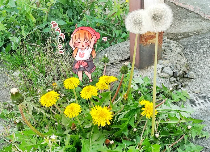 今日のたんぽぽ探検隊。暖かかったですね。 #チビギャル中村さん 