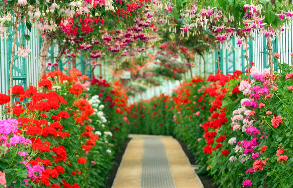 Die Königlichen Gewächshäuser in Laeken. Mehr unter mortimer-reisemagazin.de/die-koeniglich…

#AlphonseBalat, #Belgien, #Botanik, #Brüssel, #Gewächshäuser, #KöniglicheGärten, #Laeken, #MortimerReisemagazin, #Pflanzen, #KarstenThiloRaab, #KöniginPaola
