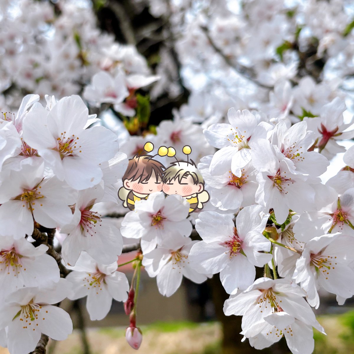 「.˚⊹⁺‧spring‧⁺ ⊹˚. 」|花好なぽのイラスト