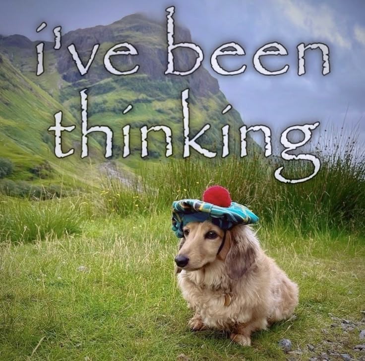 caninepoetry_'s tweet photo. https://t.co/QkfXZdvBOa