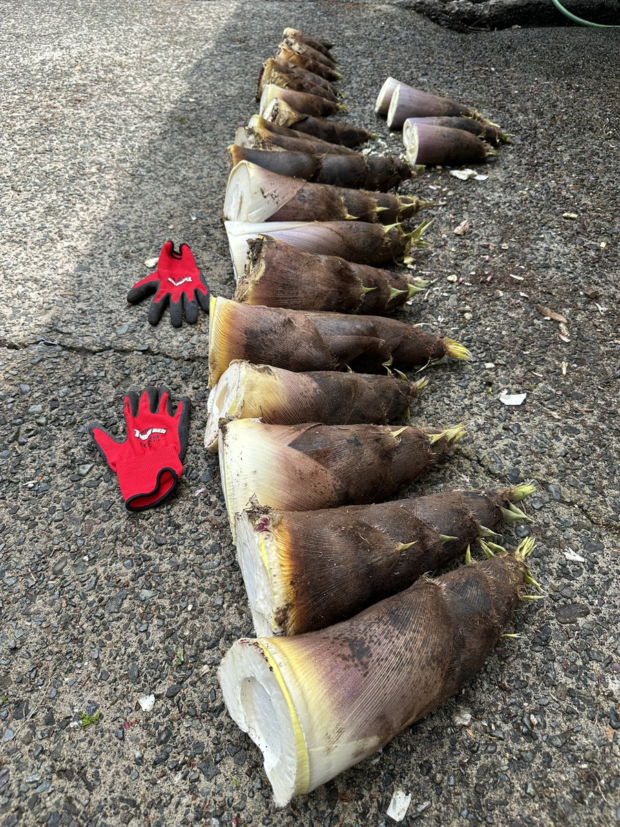 今季３ニョッキ🎍
いい感じで採れてます。