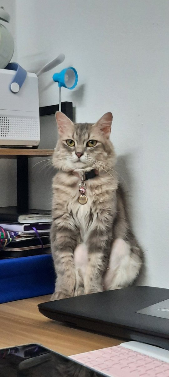 peahfarah's tweet photo. Hi, guys! Help me. Gegirl hilang sekitar Taman Setapak Indah. Selalu dia healing dekat balcony/bumbung, dia tau nak balik rumah. Sampai sekarang mia. Peah sampai mimpi Gegirl balik rumah ikut tingkap bilik sebab takut dengan dunia luar. Please spread the notice! 😭😭😭
@pelisahh https://t.co/y2lYz4N3AF