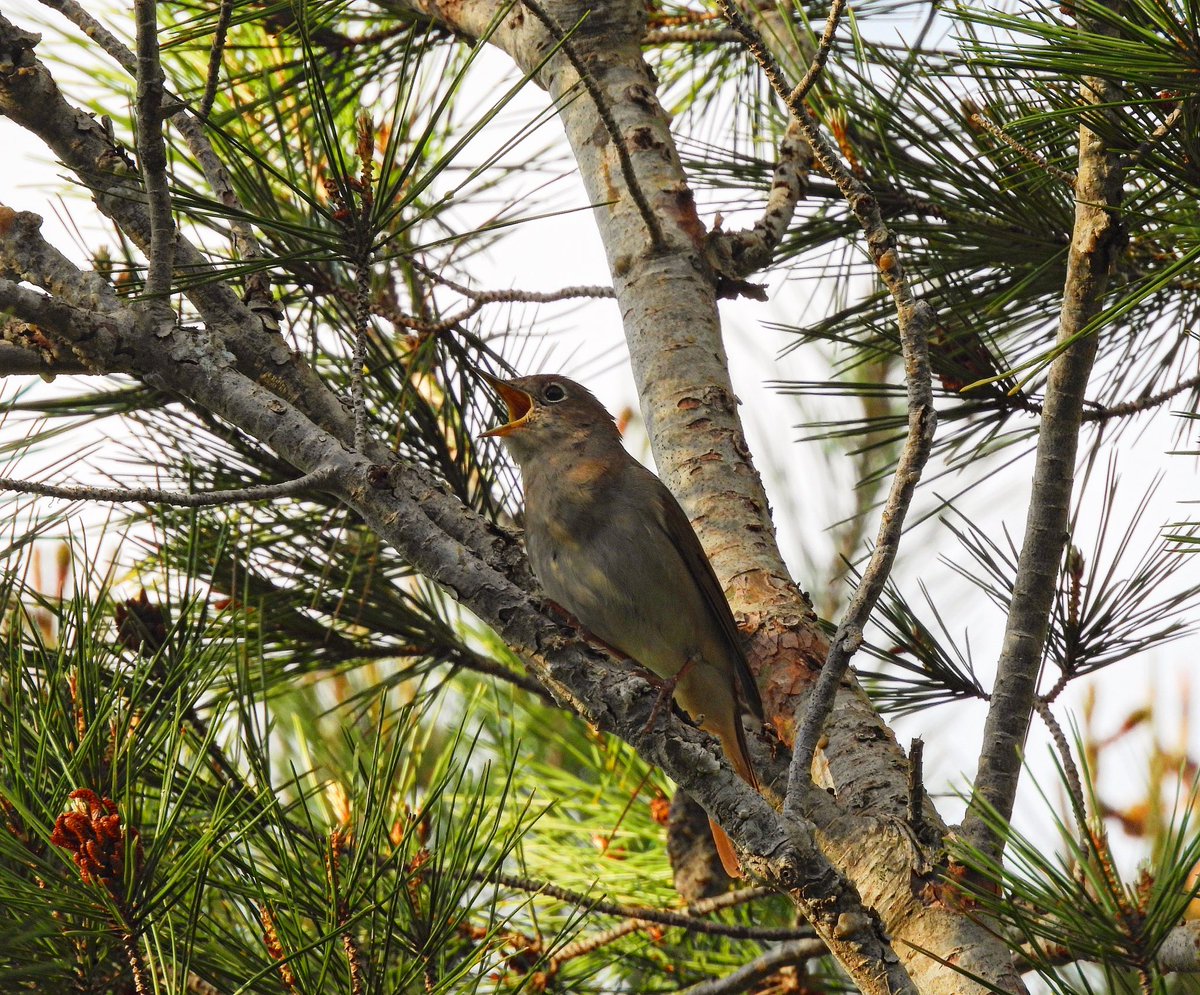 Menorca 3: Son Bou Wetlands

A circular route ended up being a 3hr walk through a ravine when I realised some of the path was impassable. Beautiful place, with highlights being Tawny Pipit, Gtr Flamingo, B-W Stilt, Turtle Dove, Marsh Harrier, Greenshank &amp; Glossy Ibis