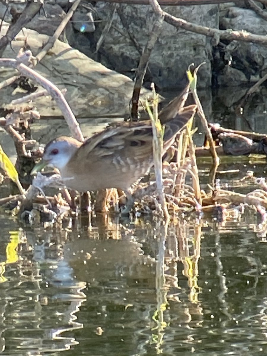 A very crakey morning in Cyprus.
All on the same small pond. ⁦<a href="/birdsaroundcy/">BirdsAroundCyprus</a>⁩