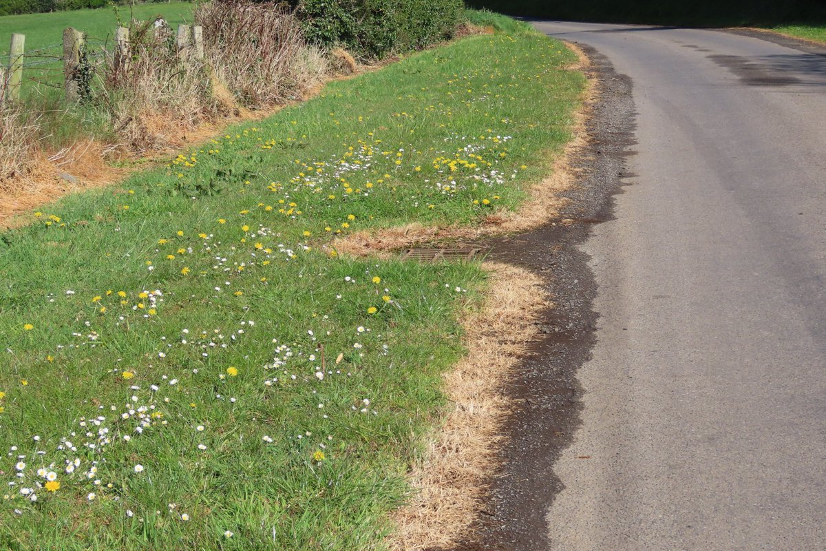 Donna Rainey tweet media