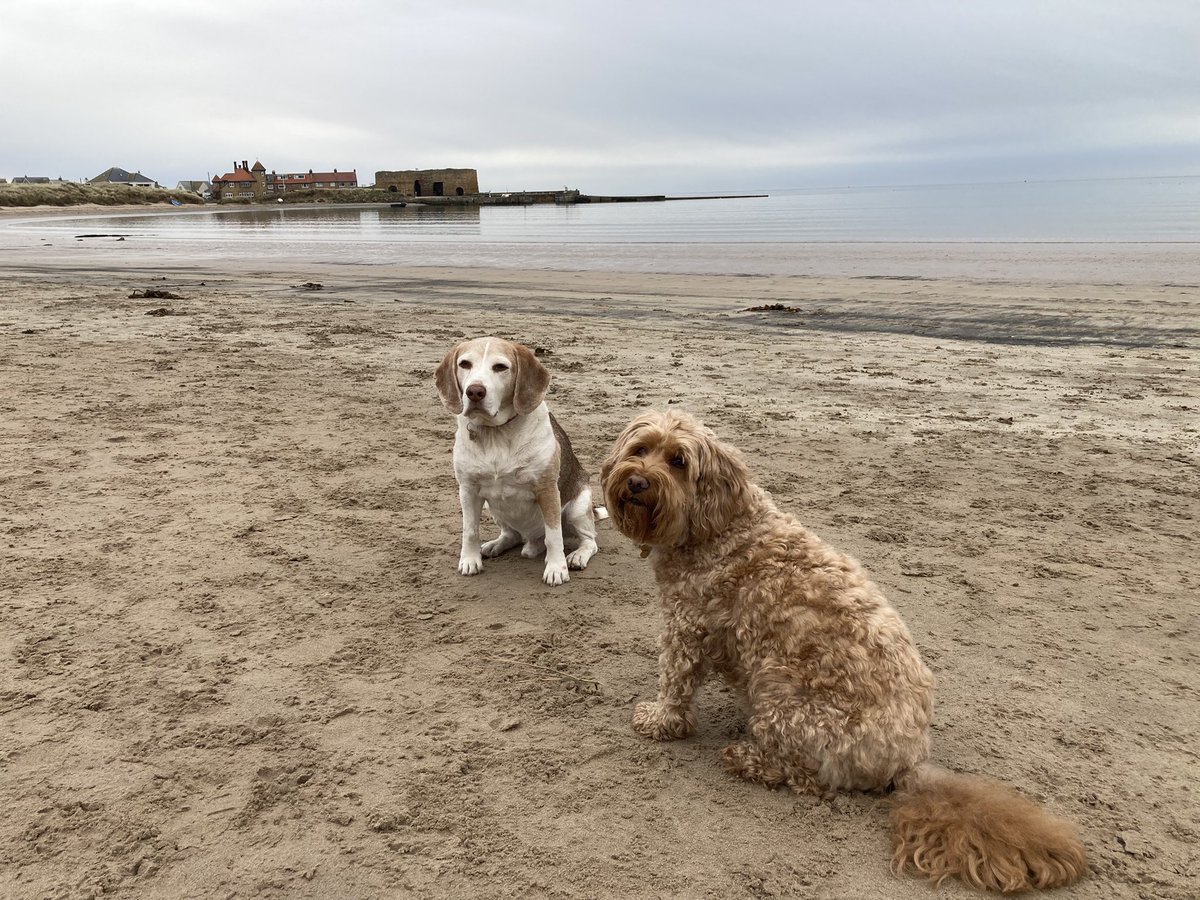 Easter is a good time to remember that even if you are dealing with the very worst you can imagine, miracles happen too.  #beagle