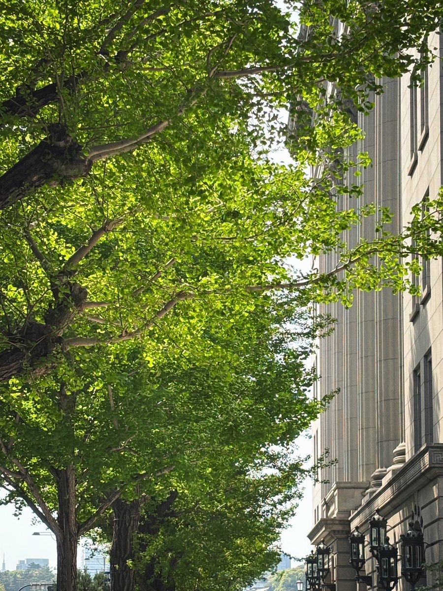 oolive1124's tweet image. 벌써부터 느껴지는 높은 습도가 두렵지만. 
예쁜 연두색.