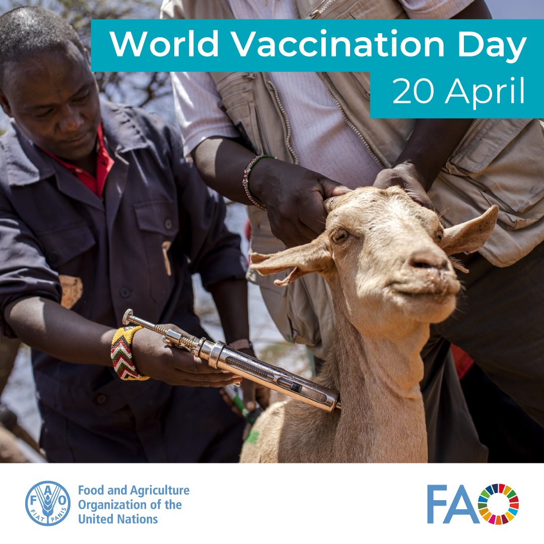 Happy World Animal Vaccination Day! 🩺💉

High vaccination coverage helps prevent disease outbreaks and reduces economic losses, protecting animals and livelihoods.🐮🐑👩‍🌾

Learn more about <a href="/FAO/">Food and Agriculture Organization</a>’s work to support #AnimalHealth ➡️ fao.org/animal-health/…