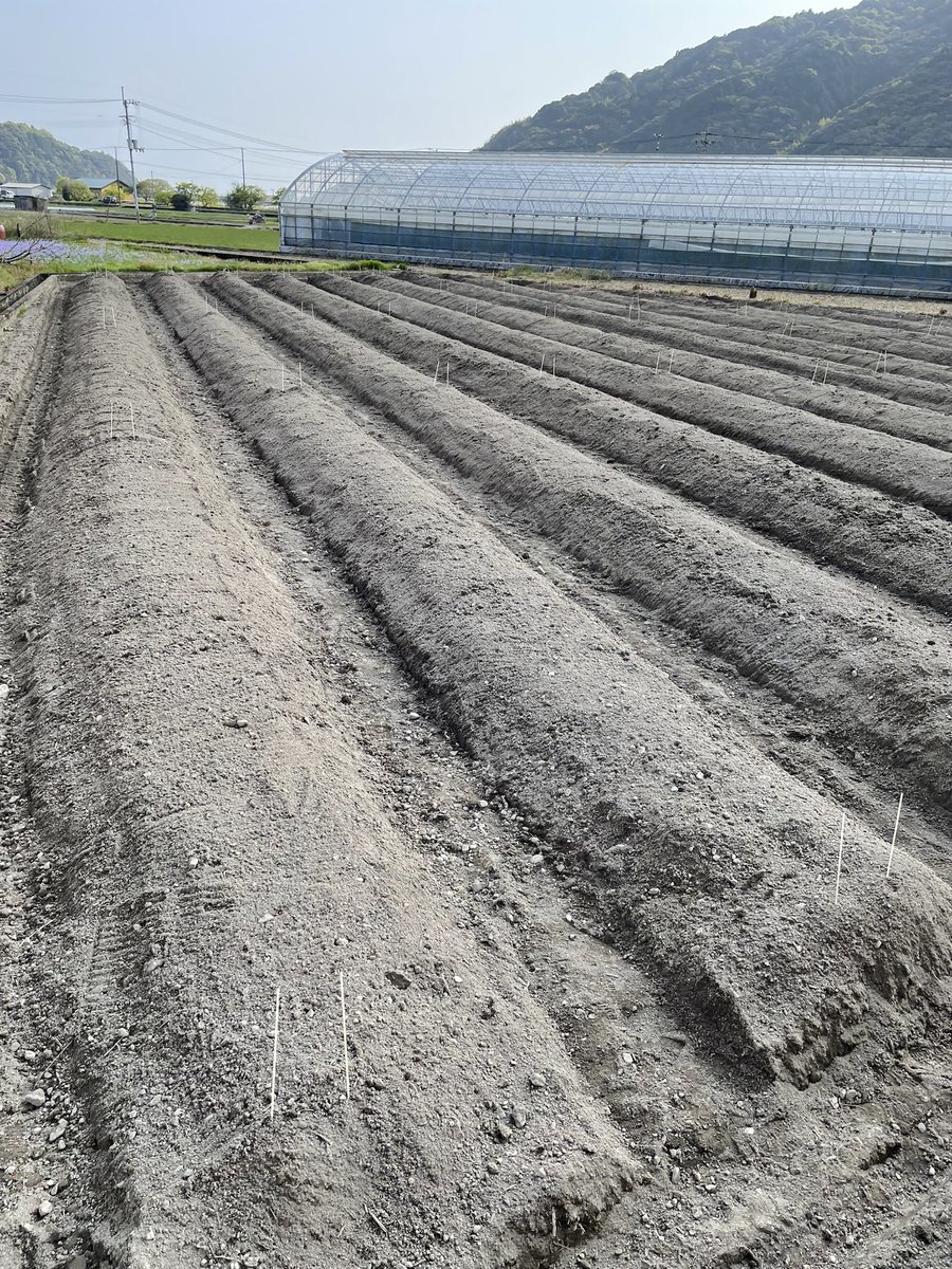 hrk9725's tweet photo. 今日は農家仲間の力を借りて、無事に自然薯の定植が終わりました！感謝、感謝🤍 https://t.co/lhRhwaFn9r