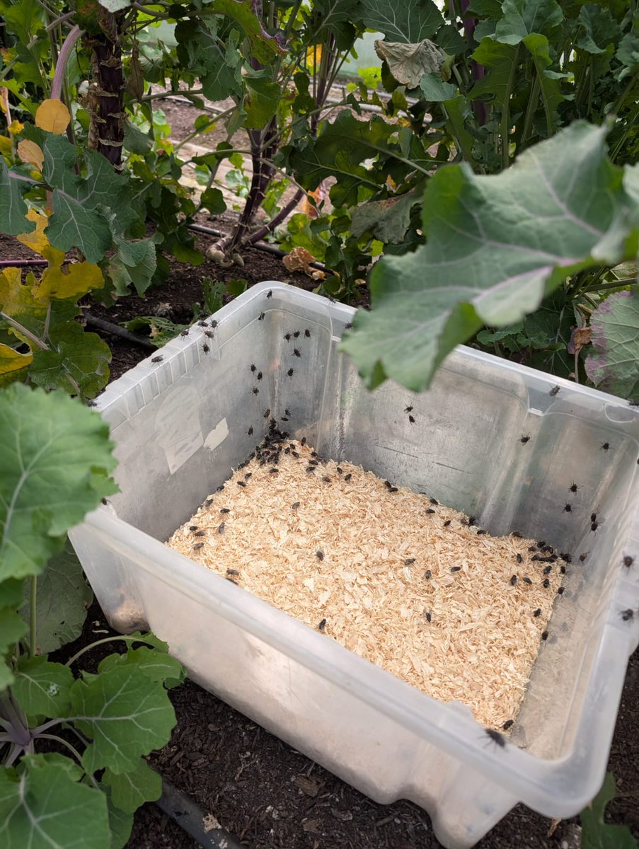 HeritageSeedsUK's tweet photo. We're all abuzz at the #HeritageSeedLibrary as the first #flies have been released into the tunnels.๐ชฐWe use flies to help us #pollinate the thousands of #brassica flowers. It's amazing to watch #nature do a job that would take weeks to do by hand! @WestonFdn https://t.co/CbBDwgMnPY