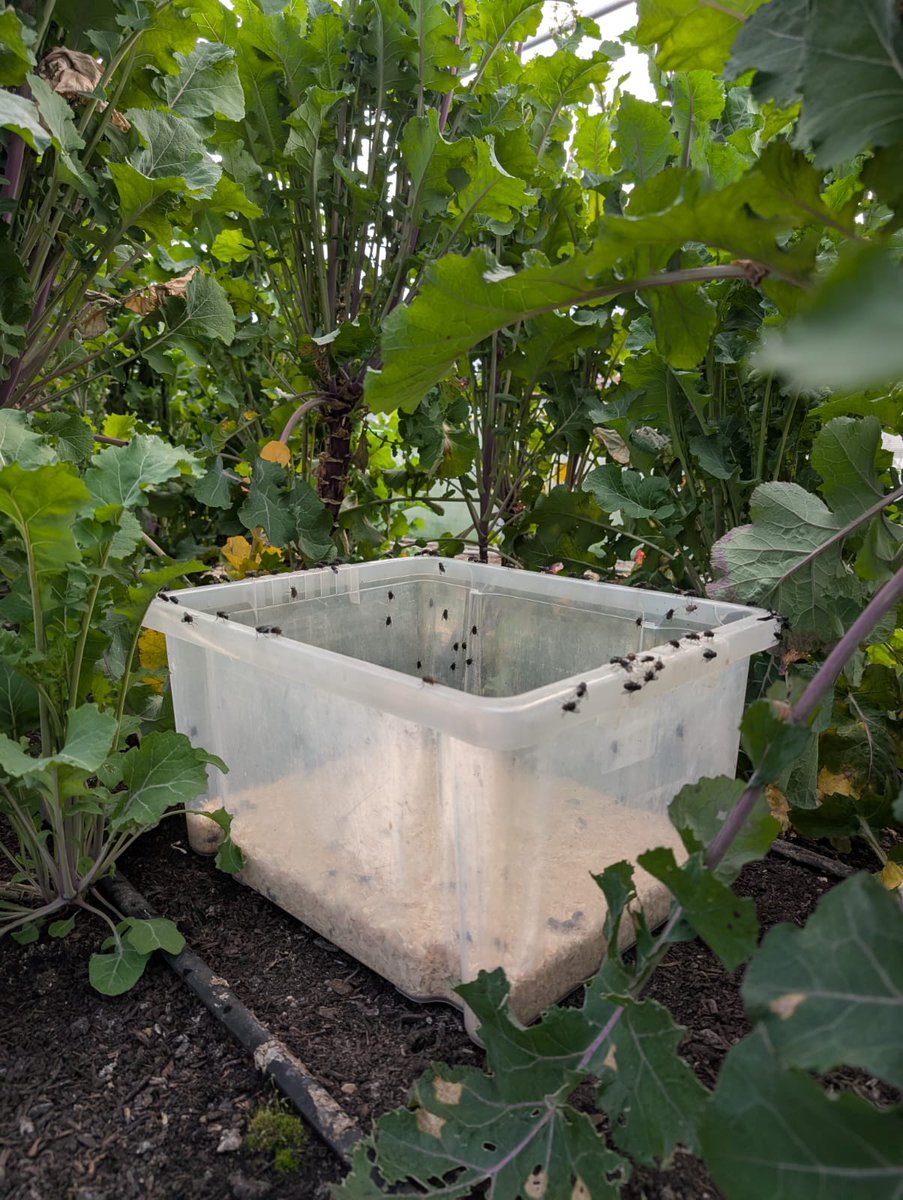 HeritageSeedsUK's tweet photo. We're all abuzz at the #HeritageSeedLibrary as the first #flies have been released into the tunnels.๐ชฐWe use flies to help us #pollinate the thousands of #brassica flowers. It's amazing to watch #nature do a job that would take weeks to do by hand! @WestonFdn https://t.co/CbBDwgMnPY