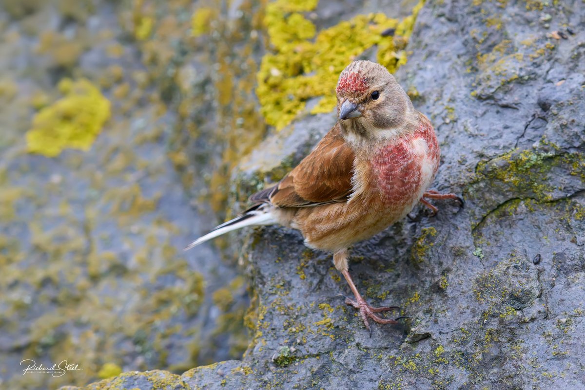 Richard Steel tweet media