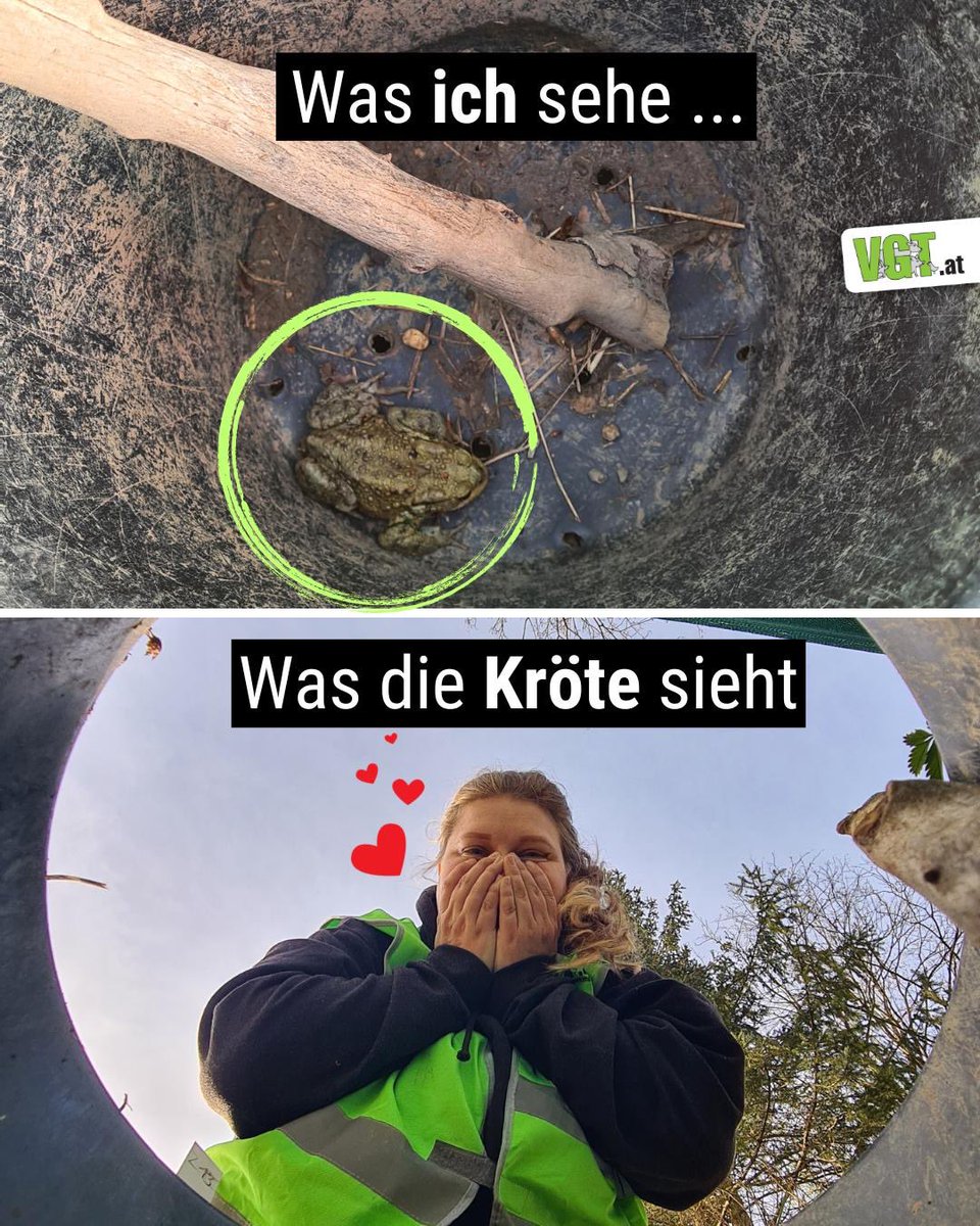 VGT - VEREIN GEGEN TIERFABRIKEN tweet media