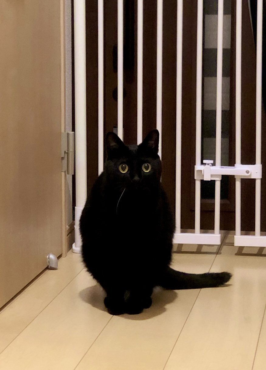 黒猫のこねろく on X: 
