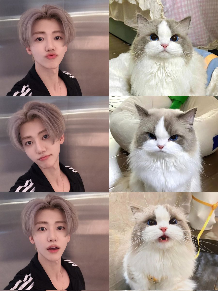 キラリ✨คุนนู๋น้องลูกเน้กโกะจัง🐈👑✨ tweet media