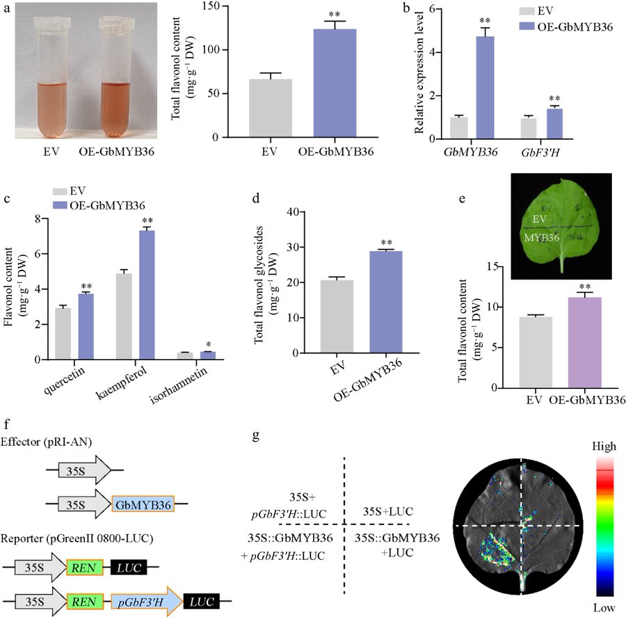 Maximum Academic (@maximumacademic) on Twitter photo #ForestryRes
Ginkgo's medicinal flavonoids boosted by salicylic acid. 🧪Transcriptome unveils GbMYB36's key role in biosynthesis.
<a href="/ForestryRes/">Forestry Research</a> #boosted #acid #unveils
Details: maxapress.com/article/doi/10… #ForestryRes
Ginkgo's medicinal flavonoids boosted by salicylic acid. 🧪Transcriptome unveils GbMYB36's key role in biosynthesis.
<a href="/ForestryRes/">Forestry Research</a> #boosted #acid #unveils
Details: maxapress.com/article/doi/10…