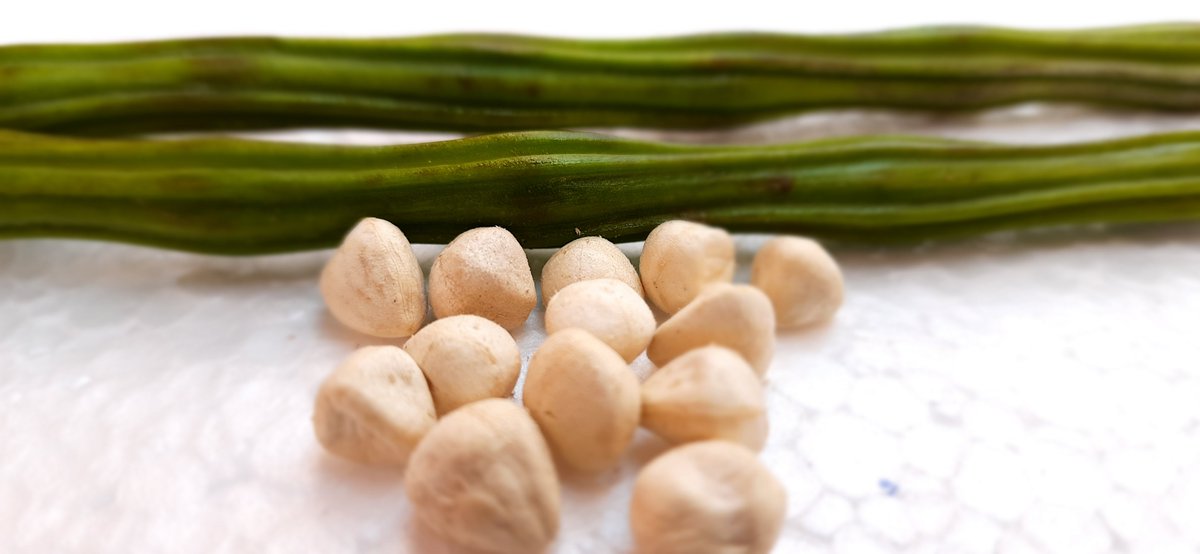rm_exports's tweet photo. Moringa seed kernels  tiny superfood giants!
Packed with protein, iron, antioxidants &amp; healthy fats.
Boosts energy, supports immunity, and promotes overall wellness.
Add to smoothies, meals, or take as a daily supplement.
#Moringa #Superfood #NaturalSupplements #PlantBased https://t.co/qVpBdF8GfF