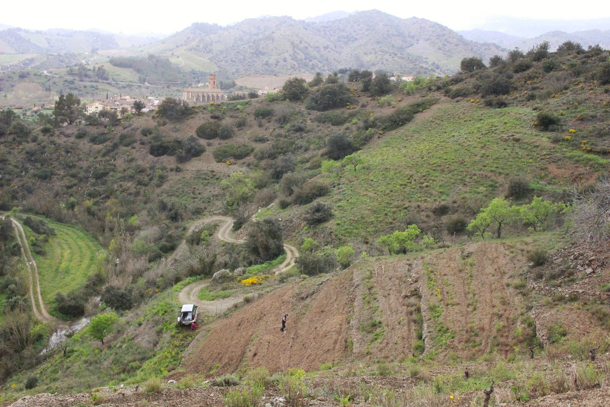 Mas Doix tweet media