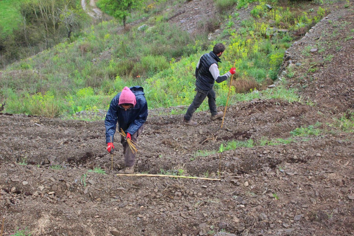 Mas Doix tweet media