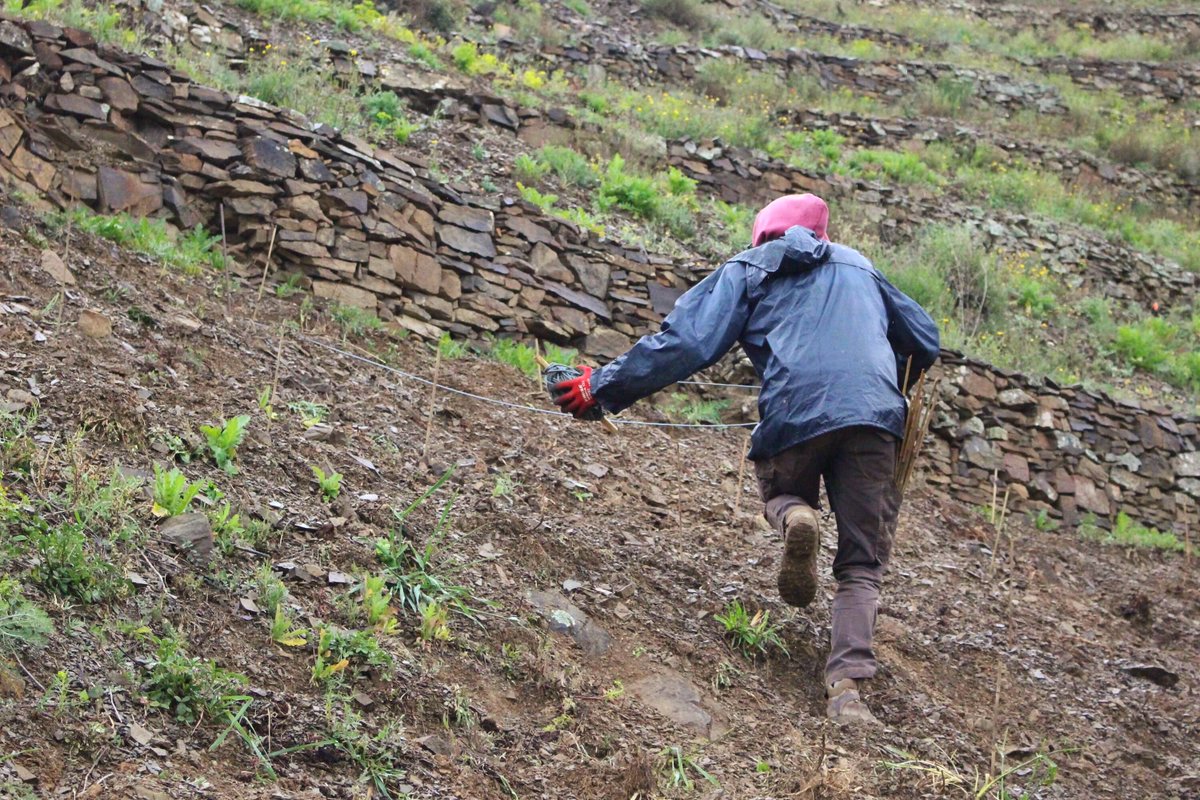 Mas Doix tweet media