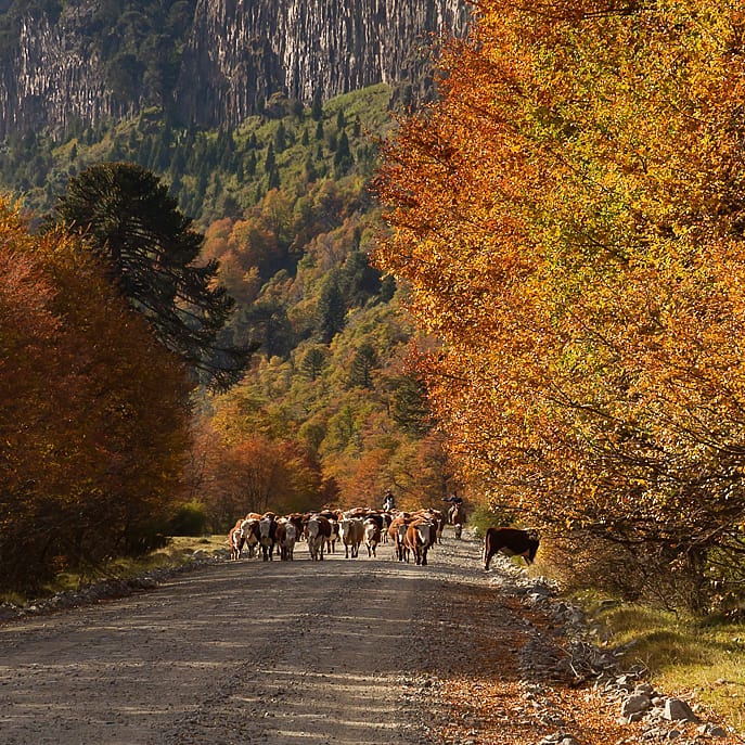 soymariche's tweet photo. Rincones de #VillaPehuenia, Neuquén. Otoños que dejan huella en la retina. Paisajes para pintar #marianoluislaprida👏🏼#BuenViernes twitter! Feriado santo en la Patagonia Argentina 🍂🍁🙂 https://t.co/KVRro92FFh